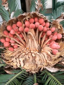 重庆铁树开花爆料视频,千年古树绽放惊艳瞬间