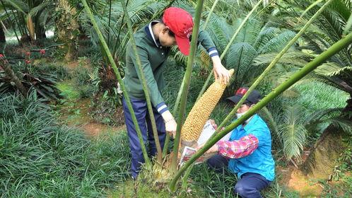 重庆铁树开花爆料视频,千年古树绽放惊艳瞬间  第2张