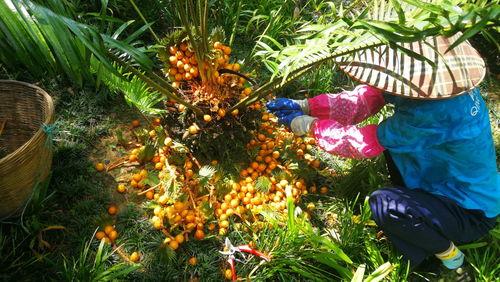 重庆铁树开花爆料视频,千年古树绽放惊艳瞬间  第3张