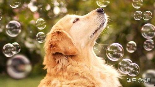 二狗爆料生活视频大全最新,揭秘生活视频大全背后的精彩瞬间  第2张