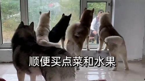 二狗爆料生活视频大全最新,揭秘生活视频大全背后的精彩瞬间  第3张