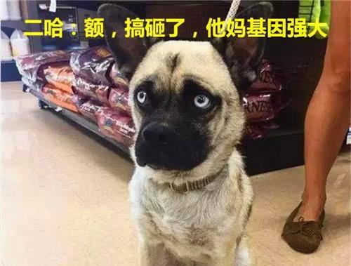 航线巴哥最新爆料消息,航线巴哥最新航线动态大曝光！  第3张