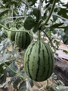 非洲网红吃瓜,趣味横生引网友热议  第3张