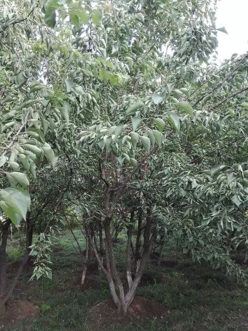 长春花溪谷最新爆料,隐秘仙境惊艳揭秘，生态旅游新地标即将崛起  第3张