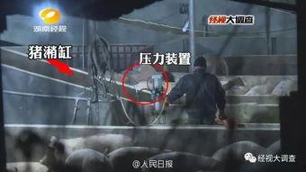 给猪灌泥浆爆料视频教程,传统养殖新方法揭秘